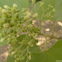 Premna tomentosa Willd.